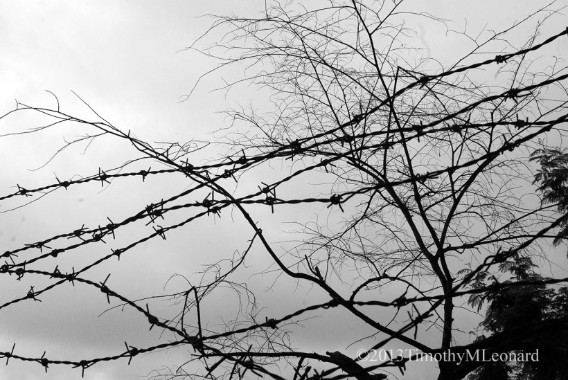 barb wire trees.jpg