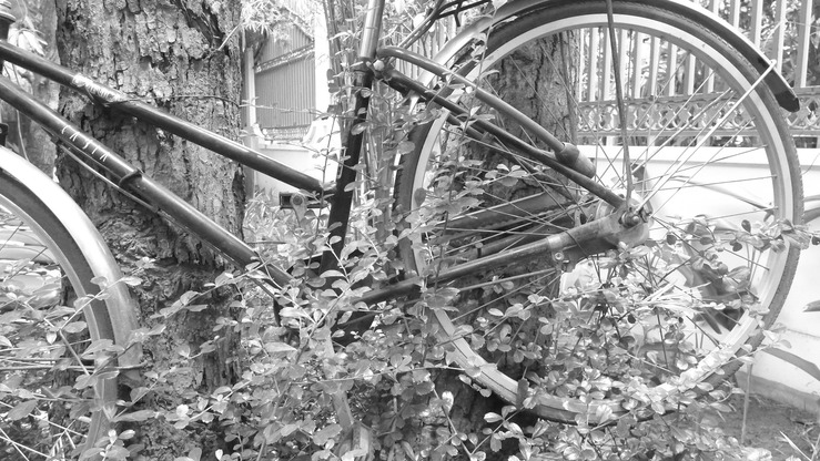 bike in tree.jpg