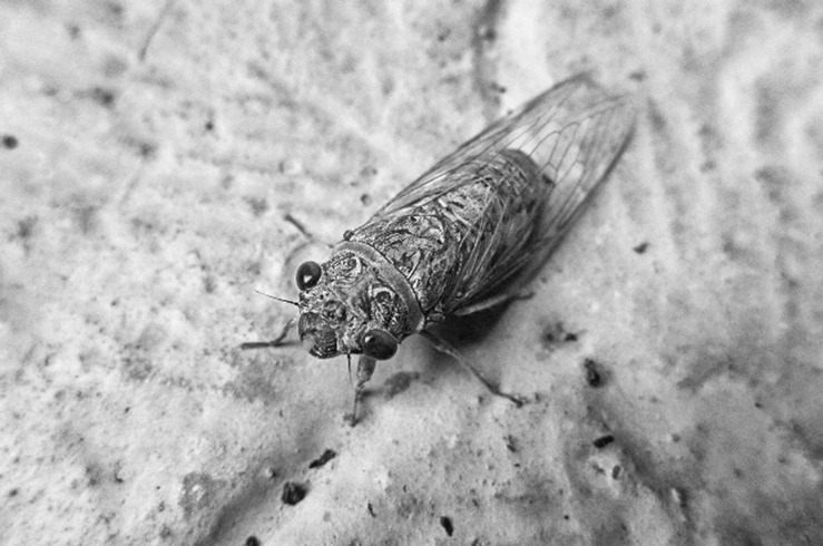 cicada.jpg
