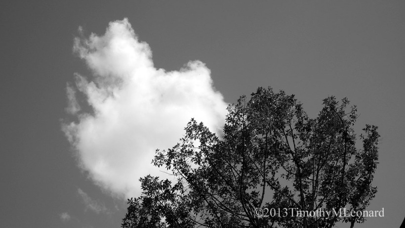 cloud tree.jpg