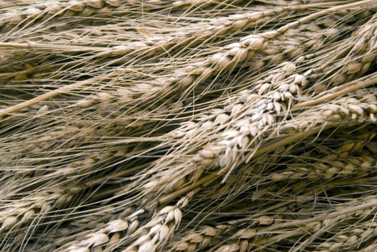 cu wheat.jpg