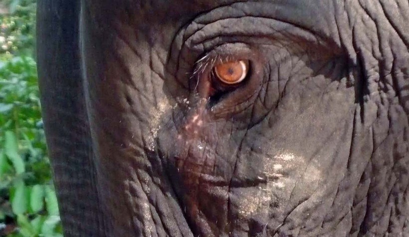 elephant eye cu 1.jpg