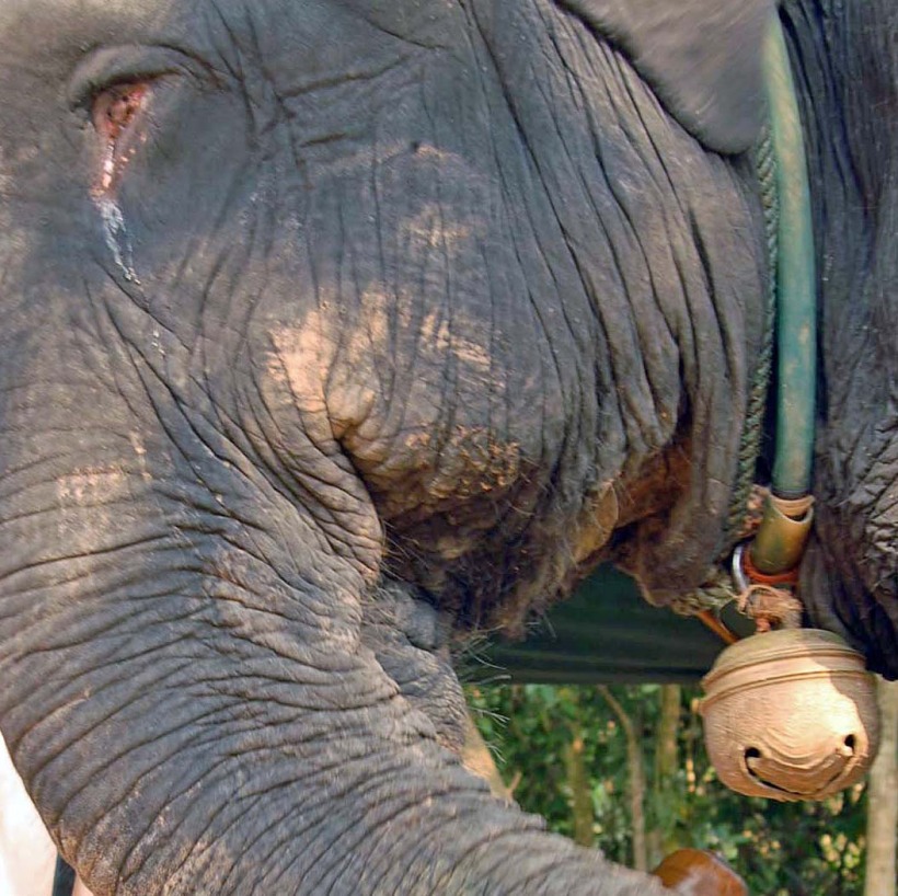 elephant tear bell.jpg