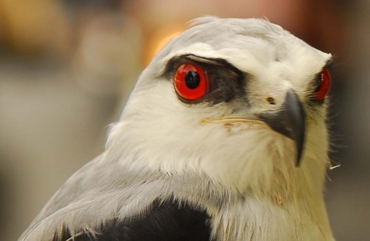 falcon eye.jpg