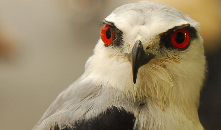 falcon eyes 2.jpg