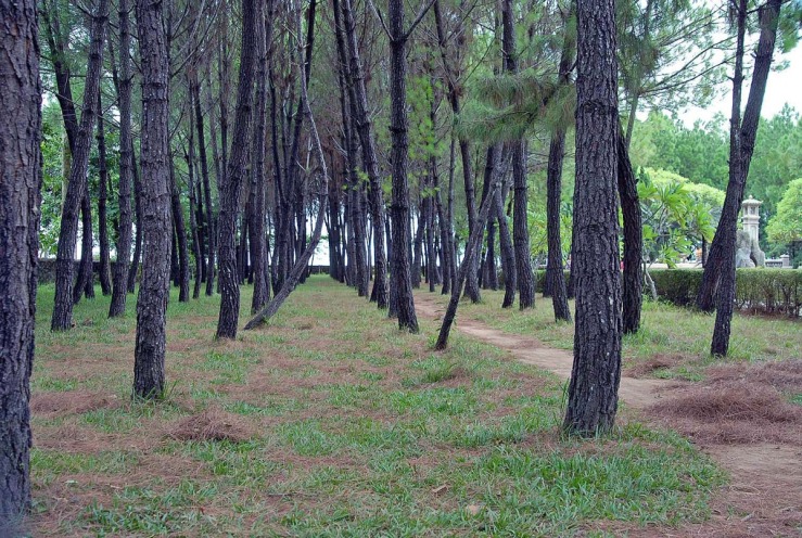 forest at pagoda.jpg