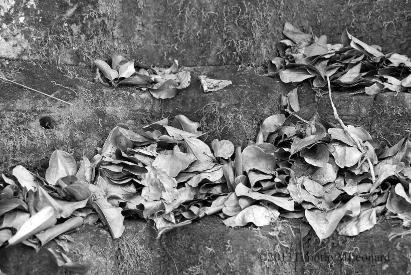 leaves.jpg
