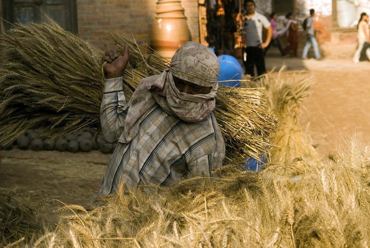man bundles wheat.jpg