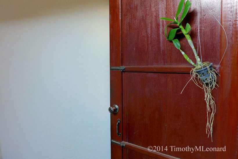 orchid door.jpg