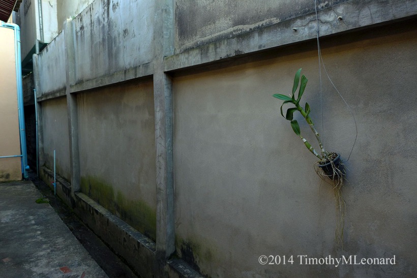 orchid wall.jpg