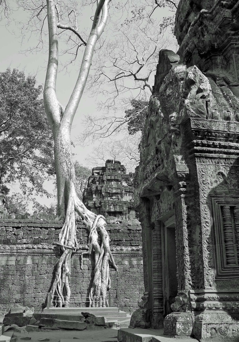 phrom tree roots height.jpg