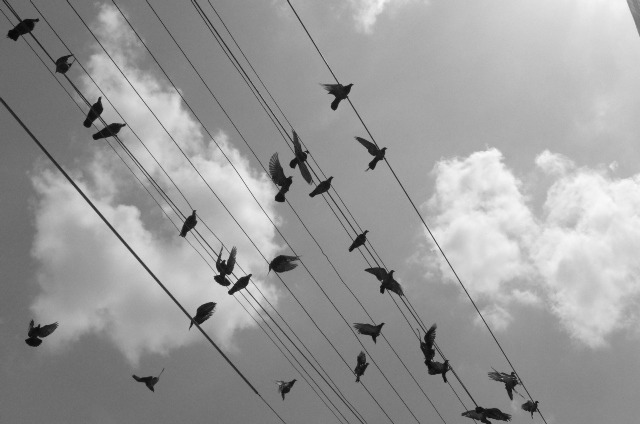 pigeon wire sky.jpg