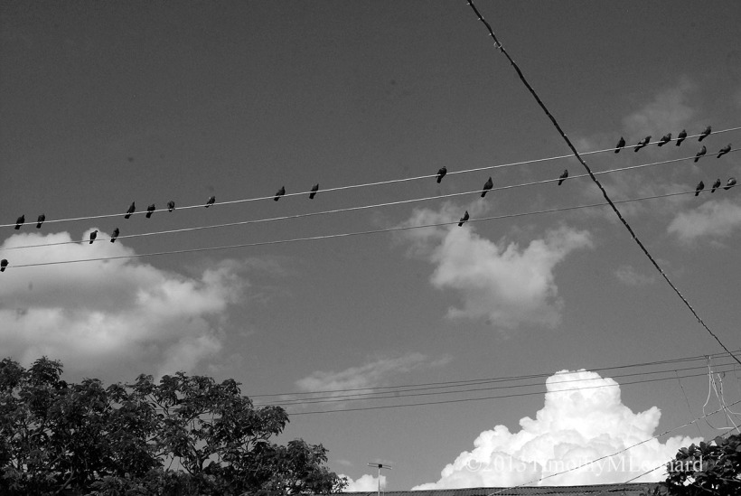 pigeons wire clouds.jpg