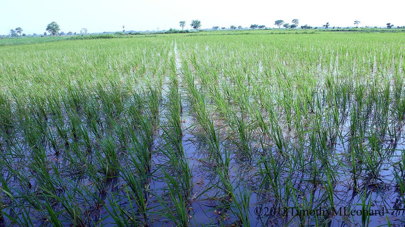 rice paddies.jpg