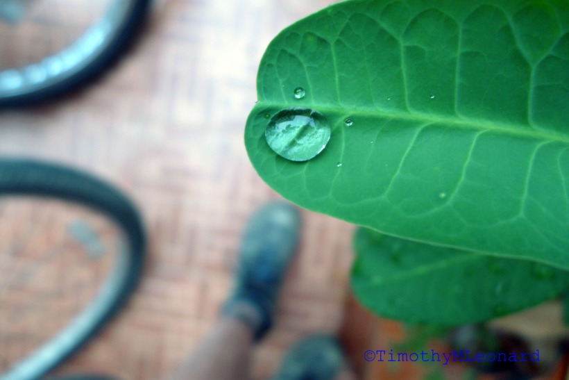 water leaf.jpg