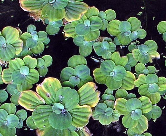 water lilies.jpg