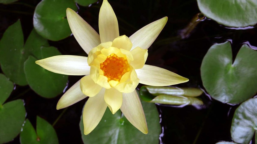 yellow lotus.jpg
