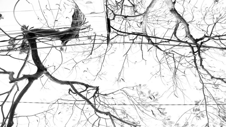 abstract trees.jpg
