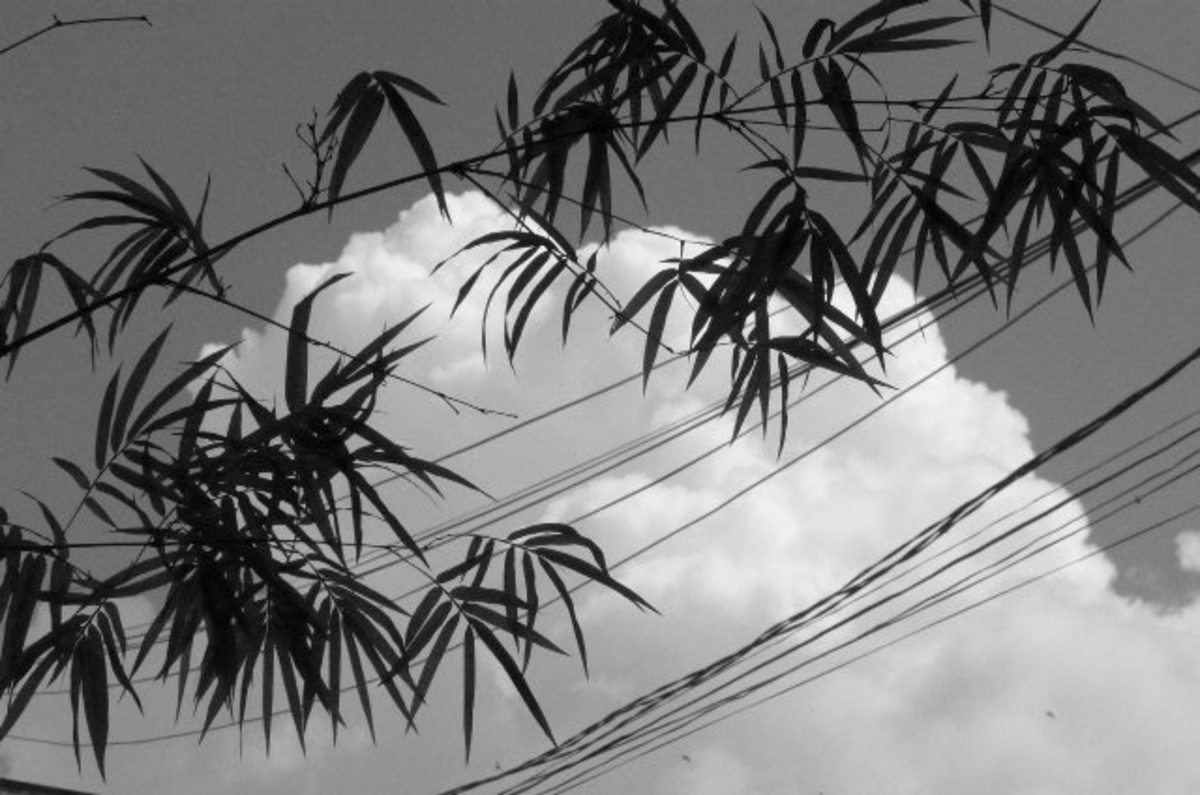bamboo wire cloud.jpg