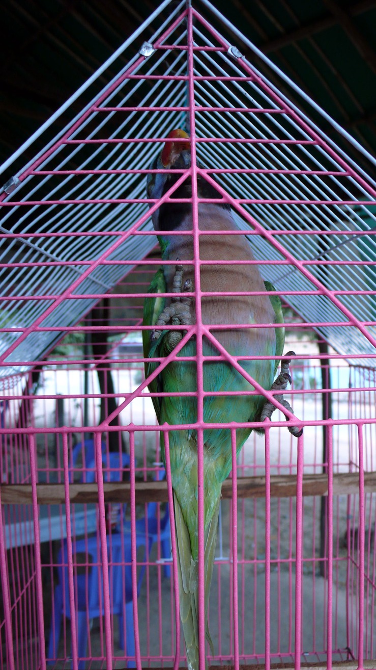 bird in cage.jpg