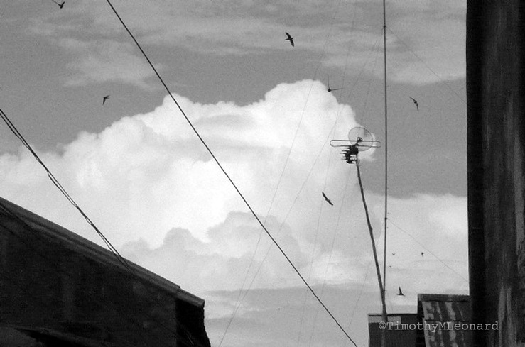 birds cloud wire.jpg
