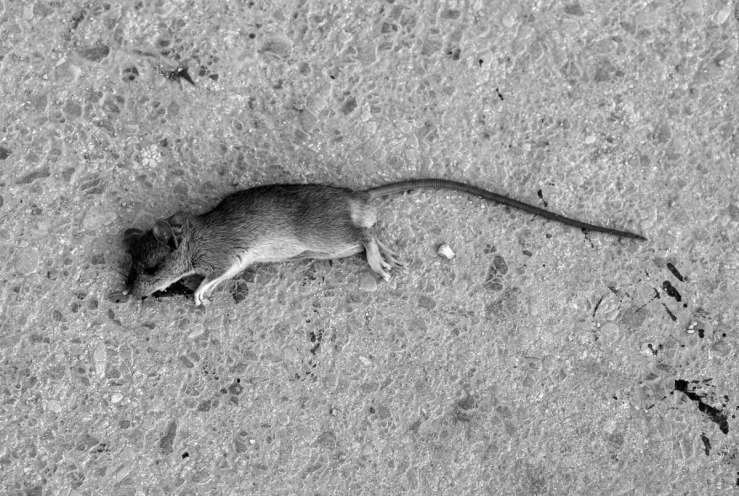 bw dead mouse.jpg