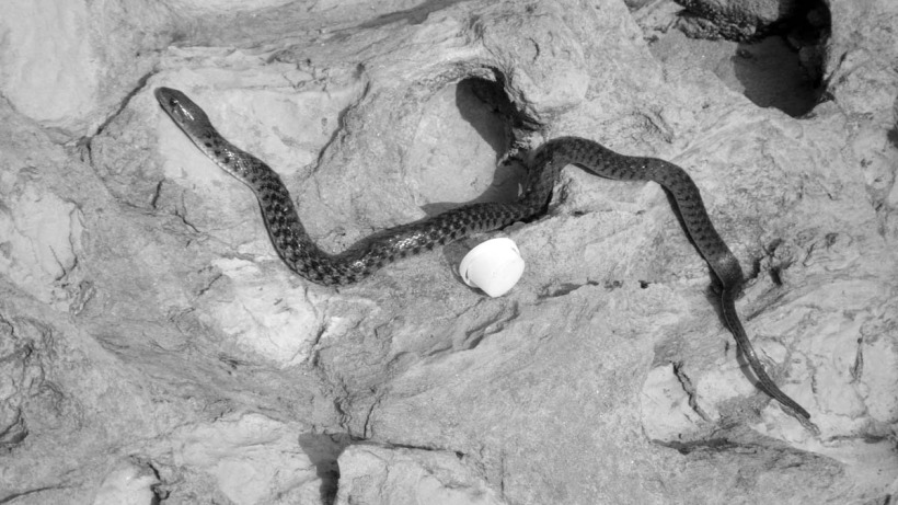 bw snake on rocks.jpg