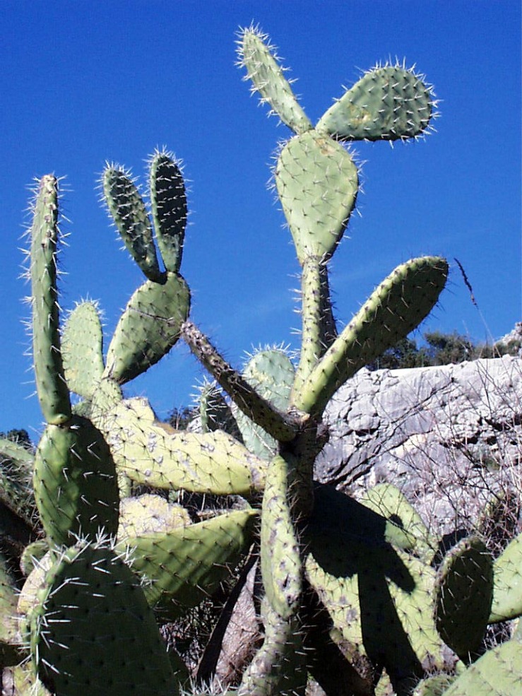 cactus figures.jpg