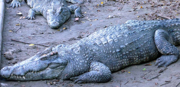 cropped alligator.jpg