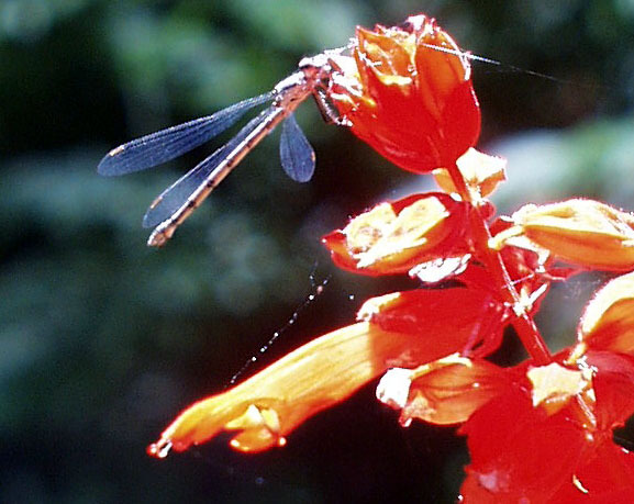 dragonflyredflower.jpg