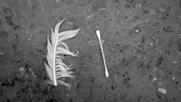 feather and q-tip.jpg