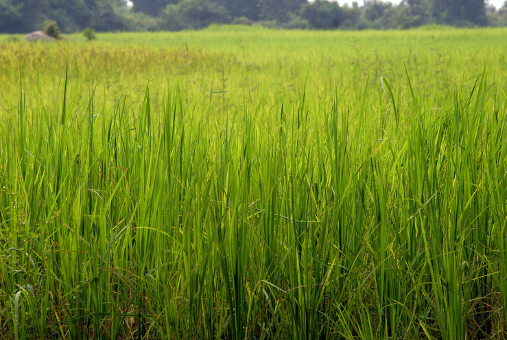 green rice field.jpg