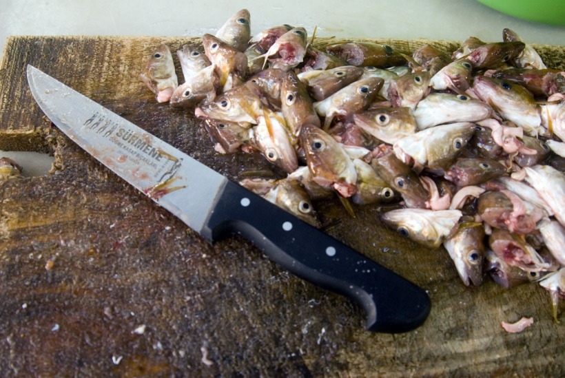 knife fish heads.jpg