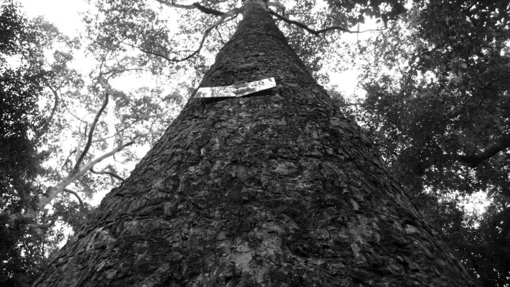 large tree angle height.jpg