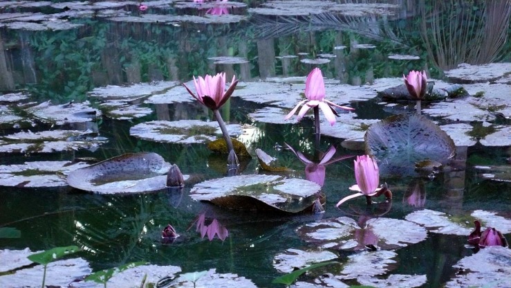 lotus pond.jpg