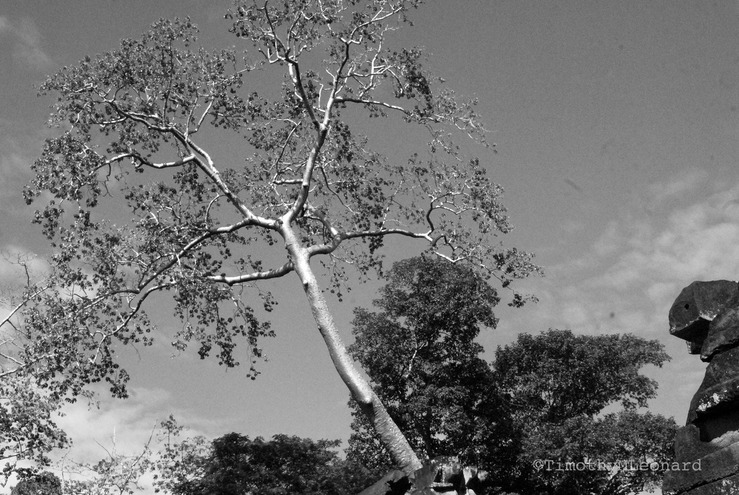 magic tree sky.jpg