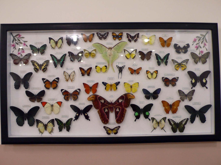 mounted butterflies 2.jpg