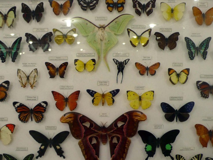 mounted butterflies.jpg
