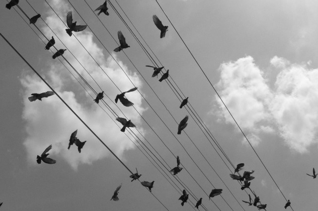 pigeon wire sky2.jpg