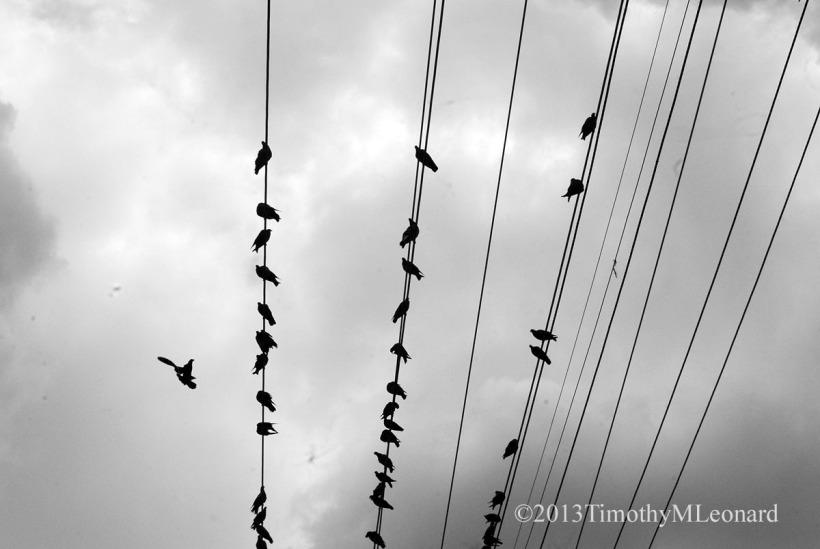 pigeons on wire.jpg
