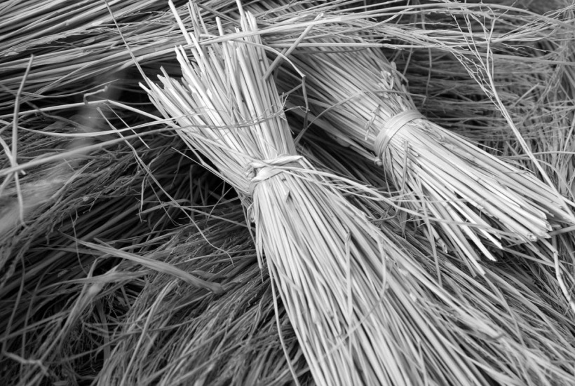 rice stalks 6.jpg