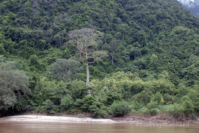 river tree jungle.jpg