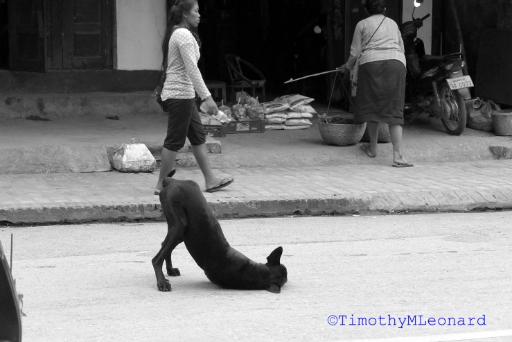 street dog.jpg