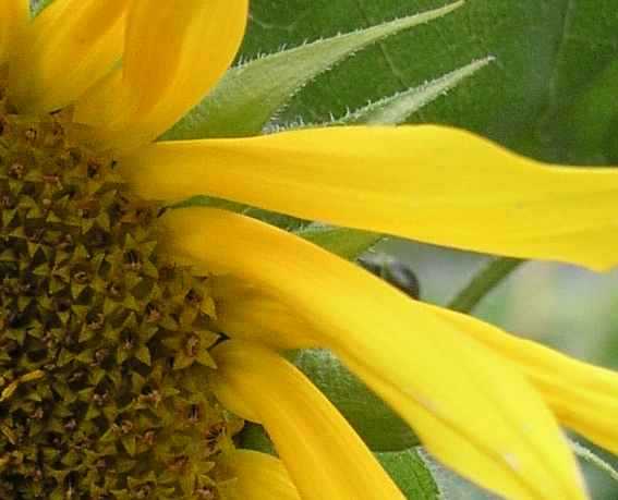 sunflower edges.tif