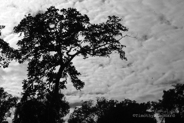 tree clouds.jpg