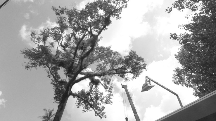 tree crane light.jpg
