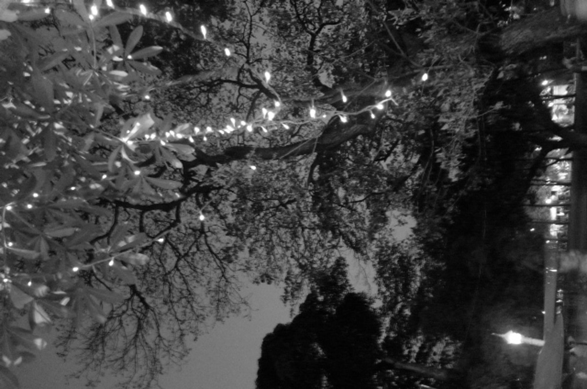 twinkle tree.jpg