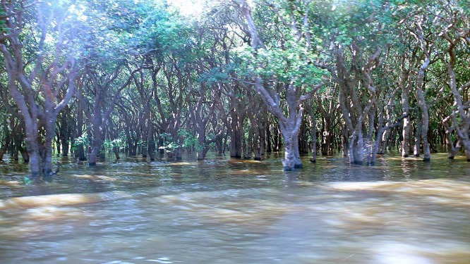 water depth floating forest 8.jpg