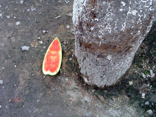 watermelon tree.jpg